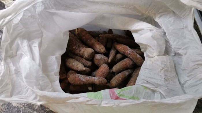 Life hack for housewives: why do I freeze unwashed carrots and what are the advantages of this type of storage?