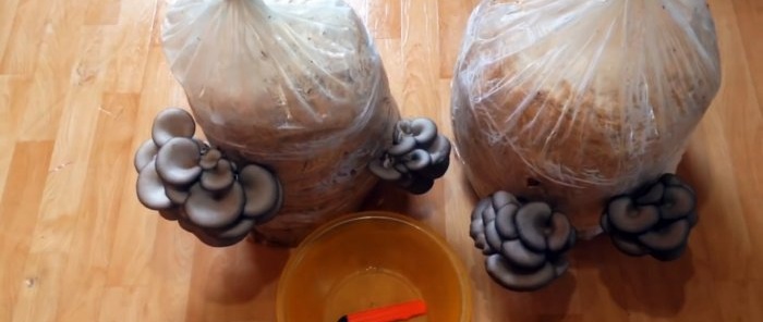 How to grow oyster mushrooms at home without buying mycelium