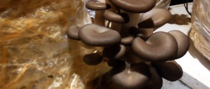 How to grow oyster mushrooms at home without buying mycelium