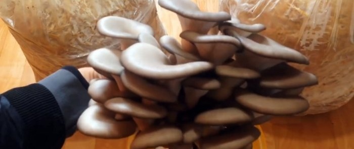 How to grow oyster mushrooms at home without buying mycelium