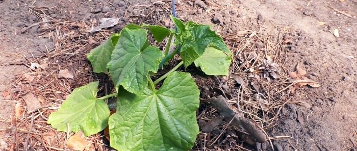 3 options pour planter des concombres en serre pour une productivité tout au long de la saison