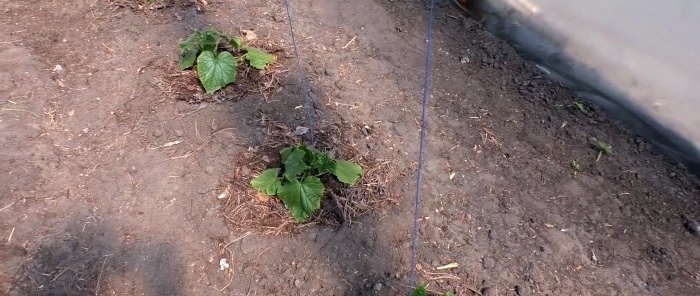 3 options pour planter des concombres en serre pour une productivité tout au long de la saison