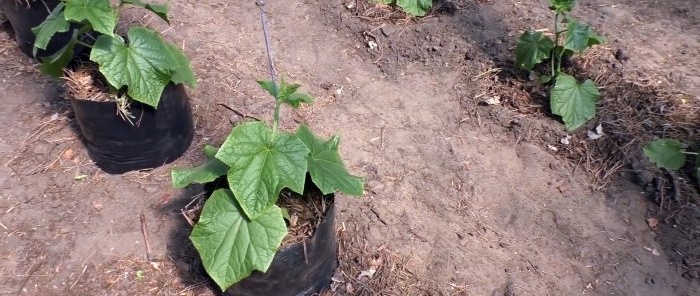 3 options pour planter des concombres en serre pour une productivité tout au long de la saison