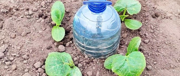 The simplest drip irrigation from a plastic bottle for a strong harvest