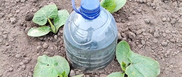 The simplest drip irrigation from a plastic bottle for a strong harvest