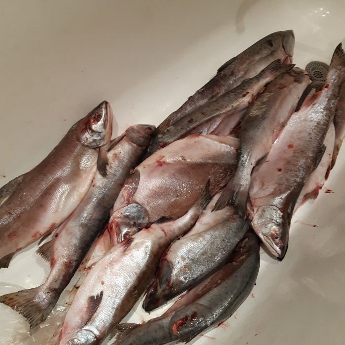 Homemade canning of pink salmon in a pressure cooker