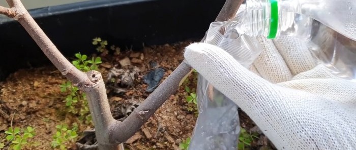 Un modo curioso per radicare le piantine dai rami nell'acqua