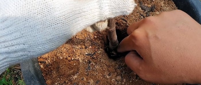 Un modo curioso per radicare le piantine dai rami nell'acqua