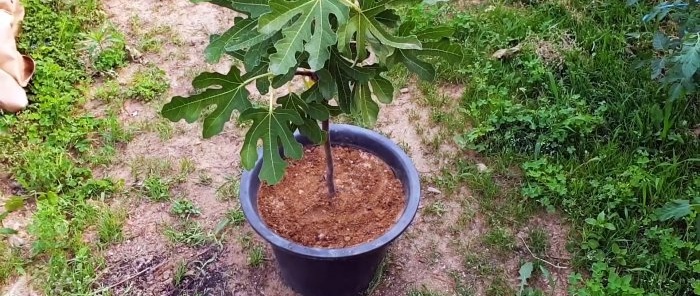 Un modo curioso per radicare le piantine dai rami nell'acqua