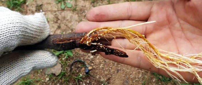 Un modo curioso per radicare le piantine dai rami nell'acqua