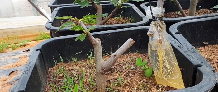 Un modo curioso per radicare le piantine dai rami nell'acqua