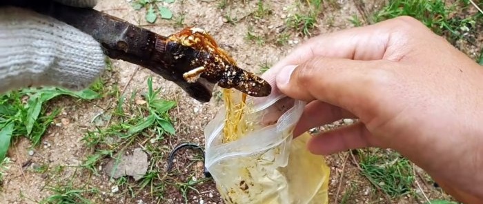 Un modo curioso per radicare le piantine dai rami nell'acqua