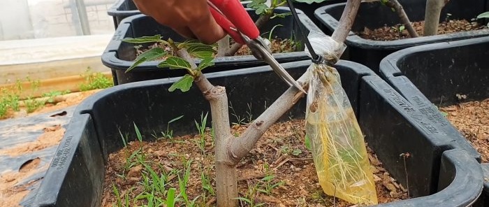 Un modo curioso per radicare le piantine dai rami nell'acqua