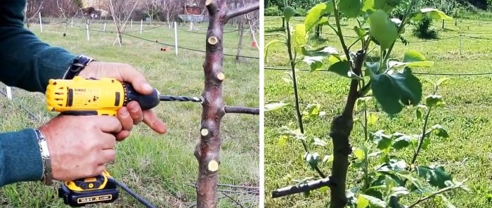 Присаждане на дървета с винтоверт