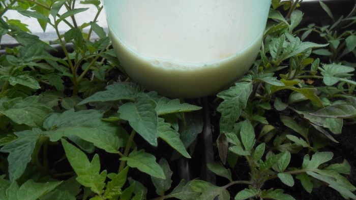 Yeast solution for one-time feeding of tomato seedlings