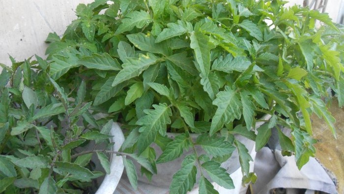 Yeast solution for one-time feeding of tomato seedlings