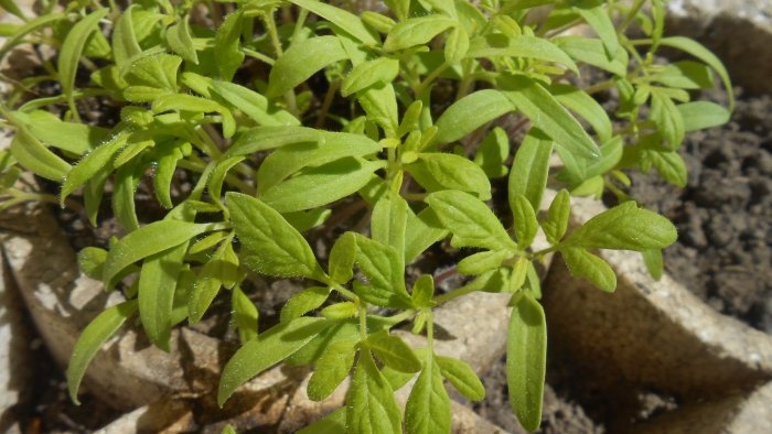 Yeast solution for one-time feeding of tomato seedlings