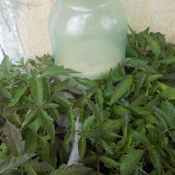 Yeast solution for one-time feeding of tomato seedlings