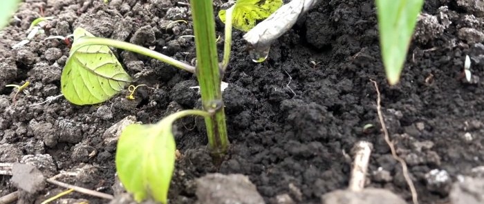 Drip irrigation system for 30 days from a plastic bottle