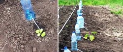 Drip irrigation system for 30 days from a plastic bottle