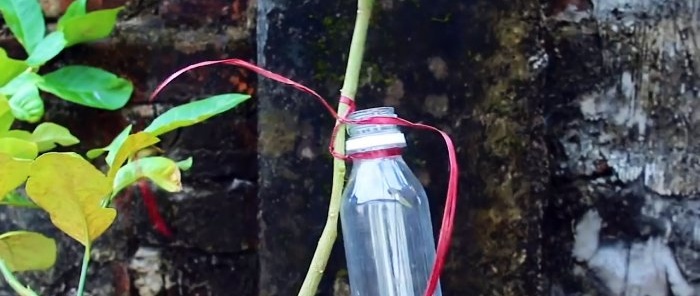 Water-air method to get a seedling from any young branch in a month