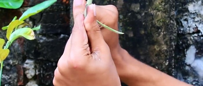 Water-air method to get a seedling from any young branch in a month