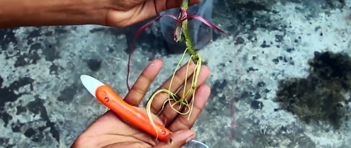 Water-air method to get a seedling from any young branch in a month