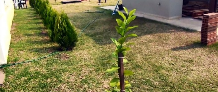 Root irrigation system made of PVC pipe with which the tree will grow 3 times faster