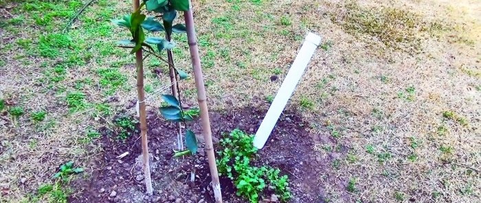 Root irrigation system made of PVC pipe with which the tree will grow 3 times faster