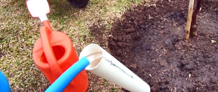 Root irrigation system made of PVC pipe with which the tree will grow 3 times faster