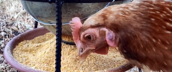 How to make a simple chicken feeder from a PET bottle