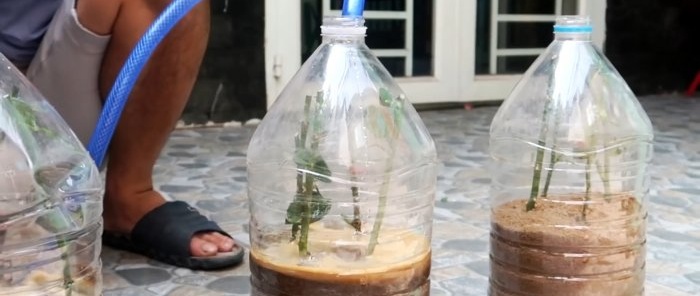 Effective rooting of roses using a plastic bottle