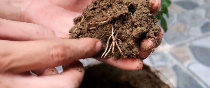 Effective rooting of roses using a plastic bottle