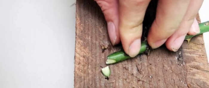 Effective rooting of roses using a plastic bottle