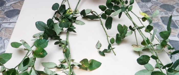 Effective rooting of roses using a plastic bottle