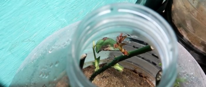 Effective rooting of roses using a plastic bottle