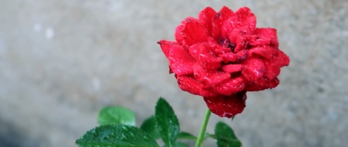 Effective rooting of roses using a plastic bottle