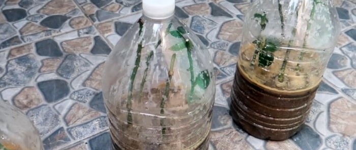 Effective rooting of roses using a plastic bottle