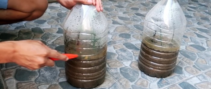 Effective rooting of roses using a plastic bottle