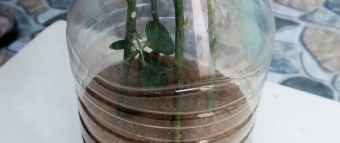 Effective rooting of roses using a plastic bottle