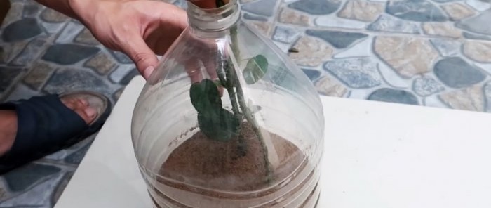 Effective rooting of roses using a plastic bottle