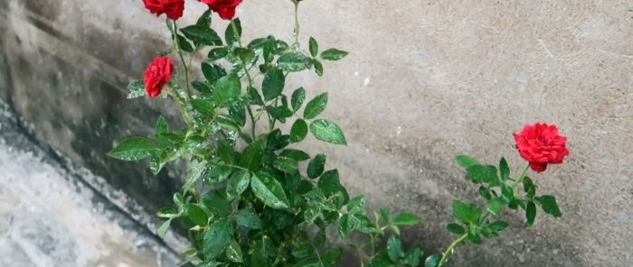 Effective rooting of roses using a plastic bottle