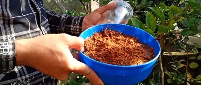 A 100% quick way to obtain seedlings with roots from any tree without grafting in the summer