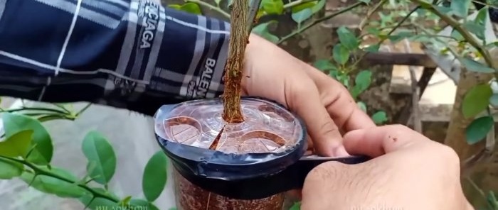 A 100% quick way to obtain seedlings with roots from any tree without grafting in the summer