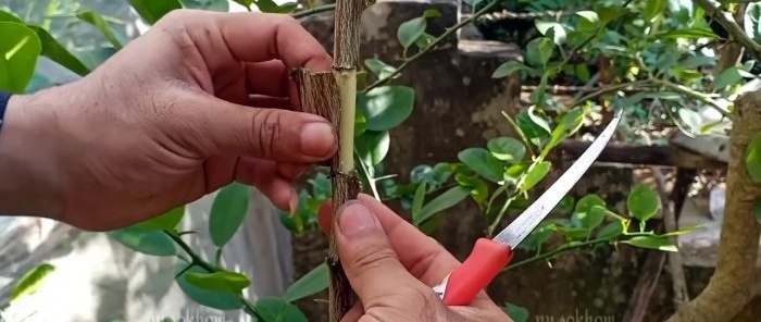 A 100% quick way to obtain seedlings with roots from any tree without grafting in the summer