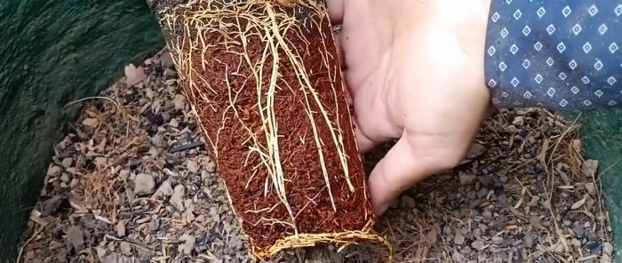 A 100% quick way to obtain seedlings with roots from any tree without grafting in the summer