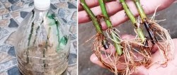 Effective rooting of roses using a plastic bottle