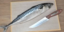 Quick salted mackerel