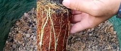 A 100% quick way to obtain seedlings with roots from any tree without grafting in the summer