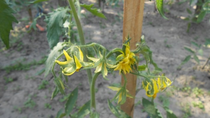 How to feed tomatoes in mid-summer for a big harvest